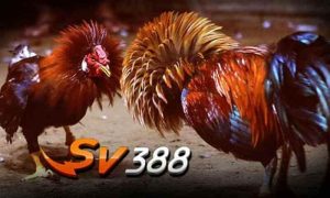 Giới thiệu sv388 đá gà trực tiếp